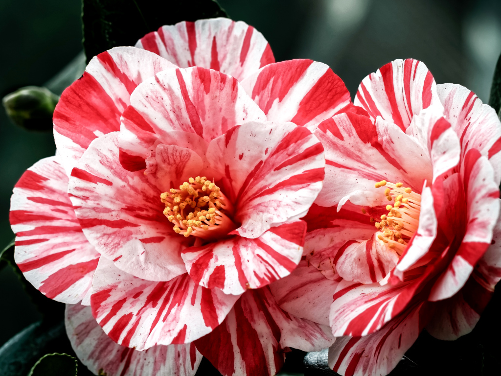 Два красивых необычных цветка камелии