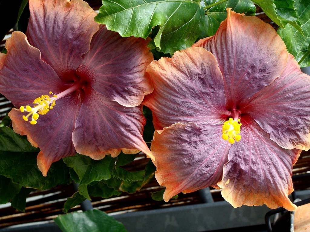 Два больших розовых цветка гибискуса