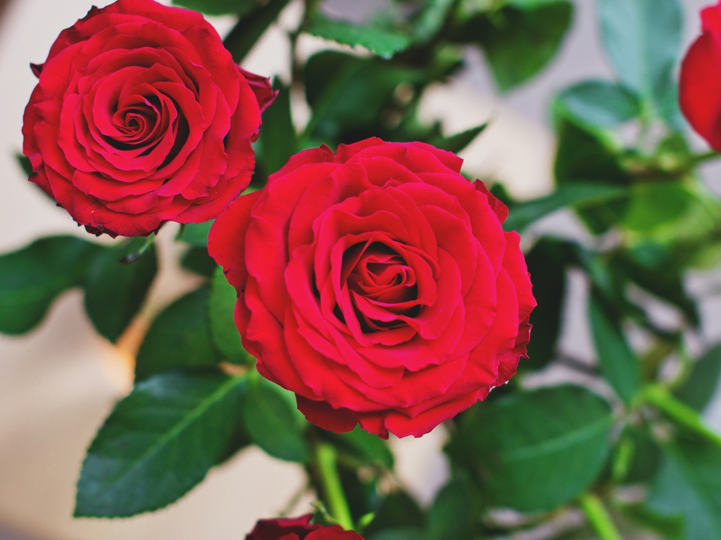 Две пышные красные розы 