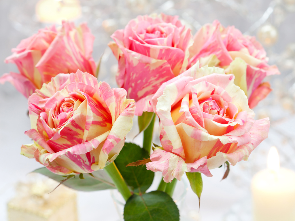 Необычные красивые розы крупным планом