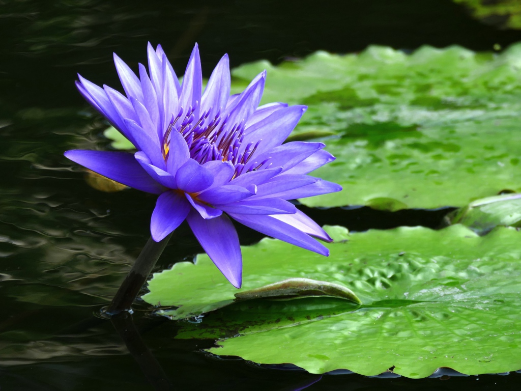 Фиолетовый красивый цветок водяная лилия 