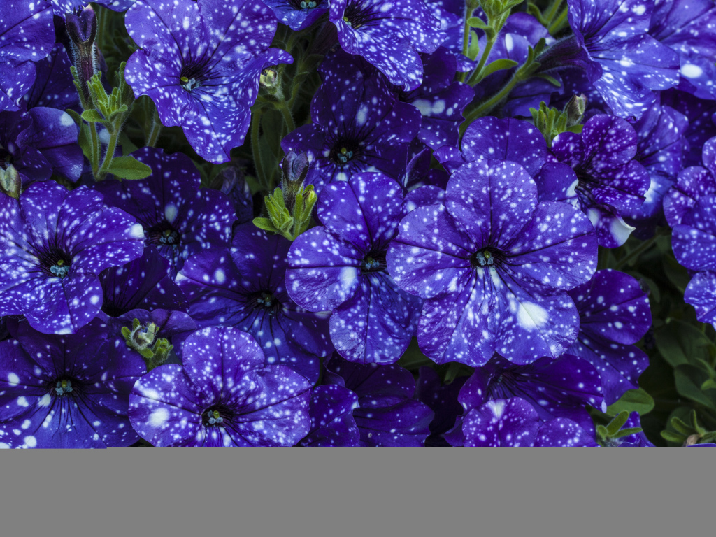 Фиолетовые красивые цветы петуния крупным планом