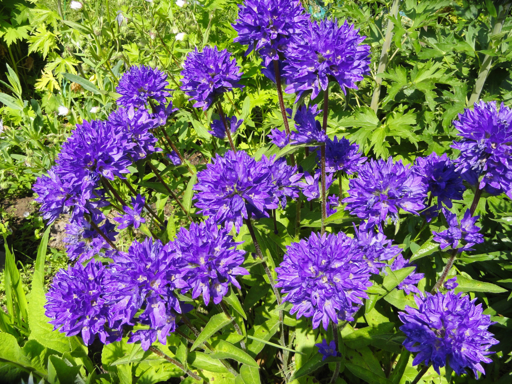 Фиолетовые садовые цветы колокольчики 