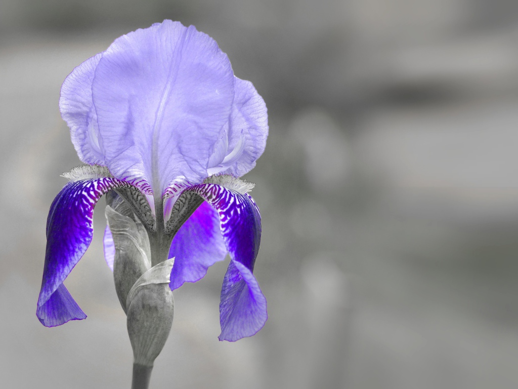Фиолетовый ирис крупным планом на сером фоне