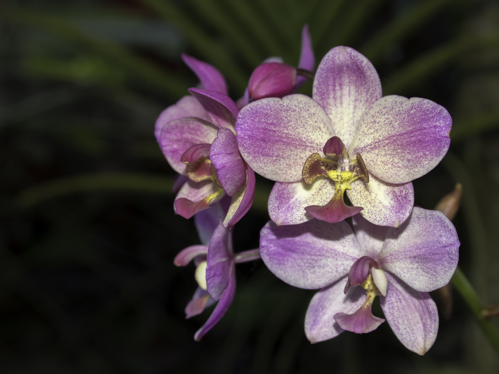 Фиолетовые цветы орхидеи крупным планом 
