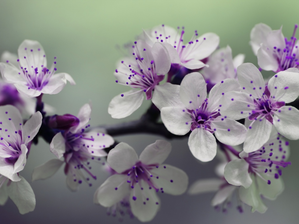 Бело - фиолетовые весенние цветы на ветке 