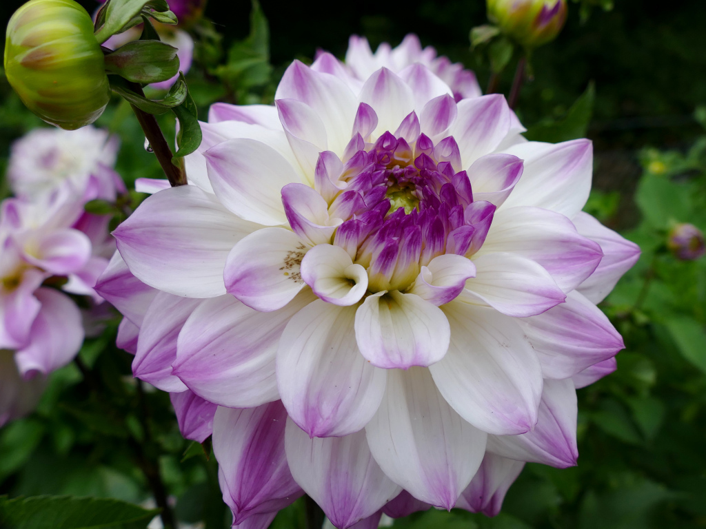 Бело - фиолетовый цветок георгины вблизи