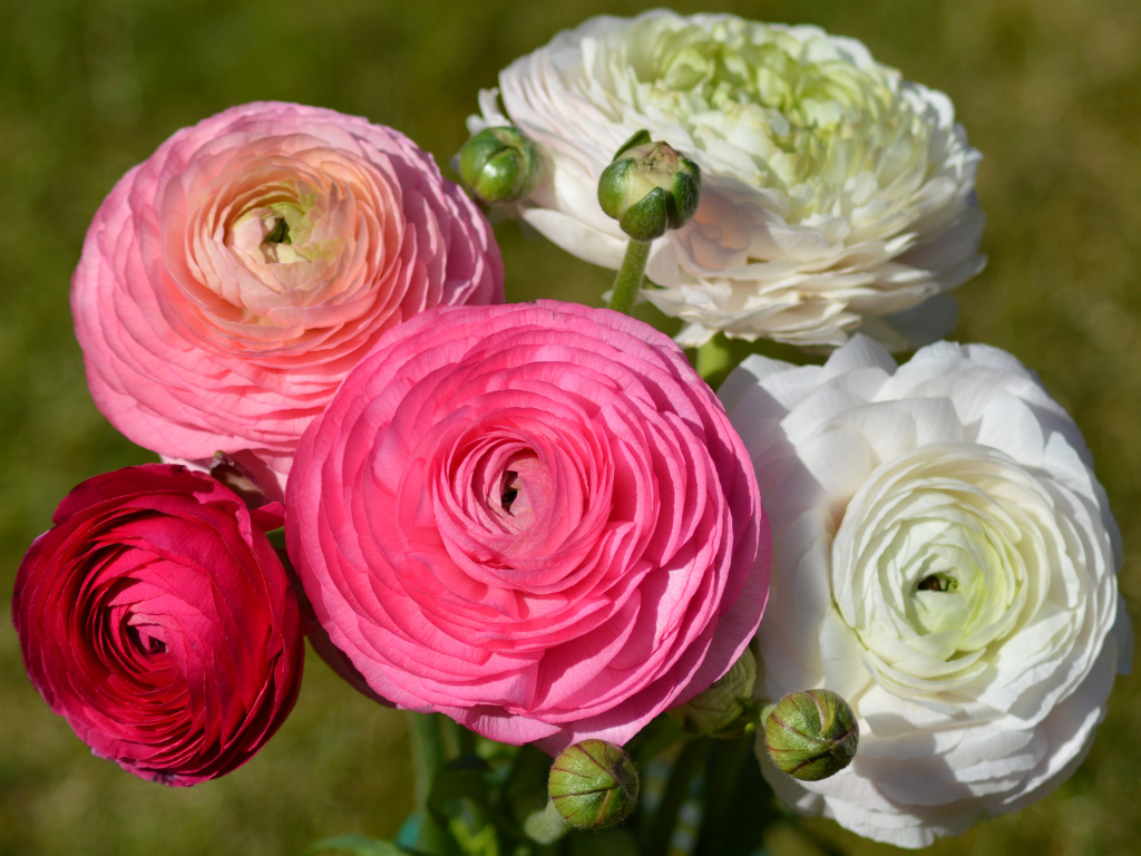 Белые и розовые красивые цветы лютики крупным планом