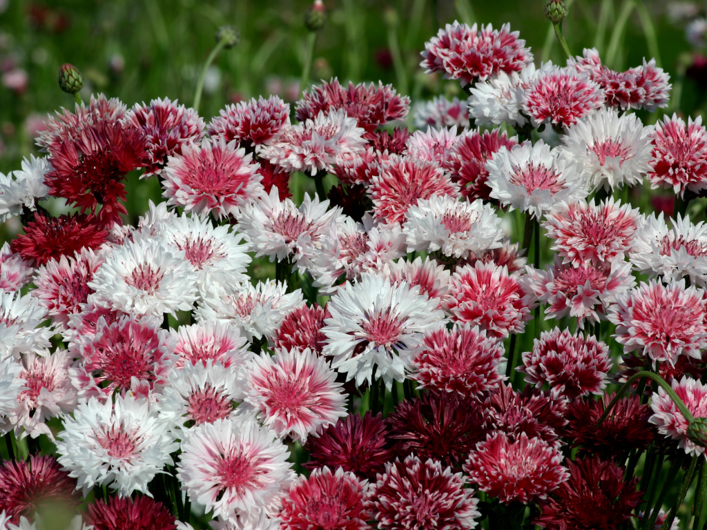 Белые и розовые васильки крупным планом