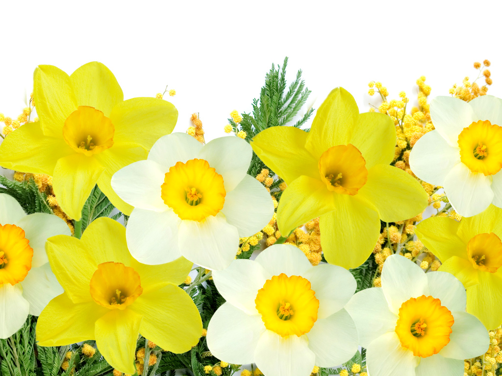 Белые и желтые нарциссы с мимозой на белом фоне