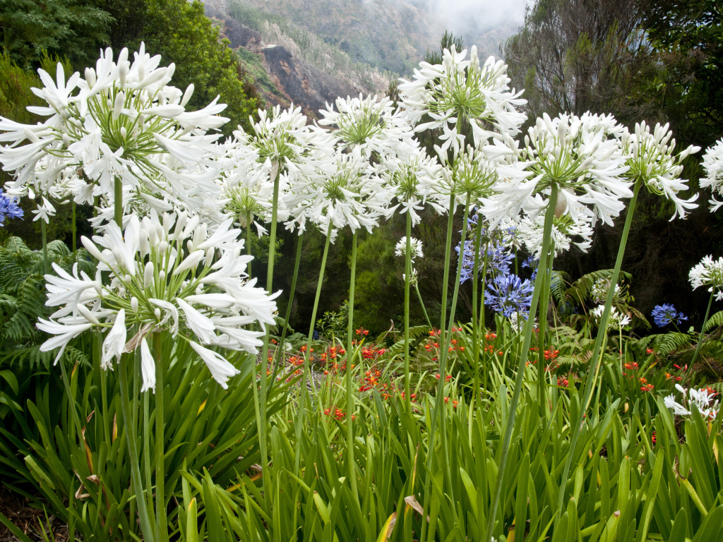 Белые красивые цветы агапантус на клумбе в саду