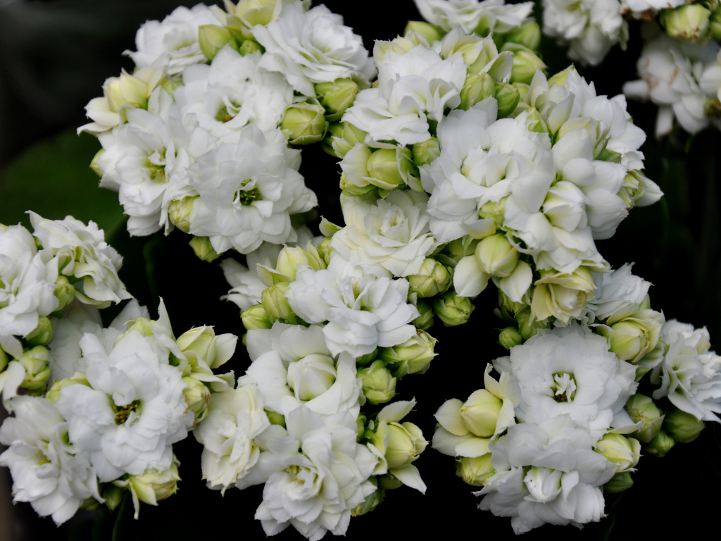 Белые нежные цветы каланхоэ с бутонами крупным планом