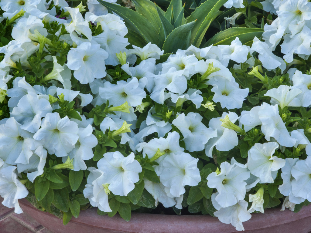 Белые цветы петуния крупным планом