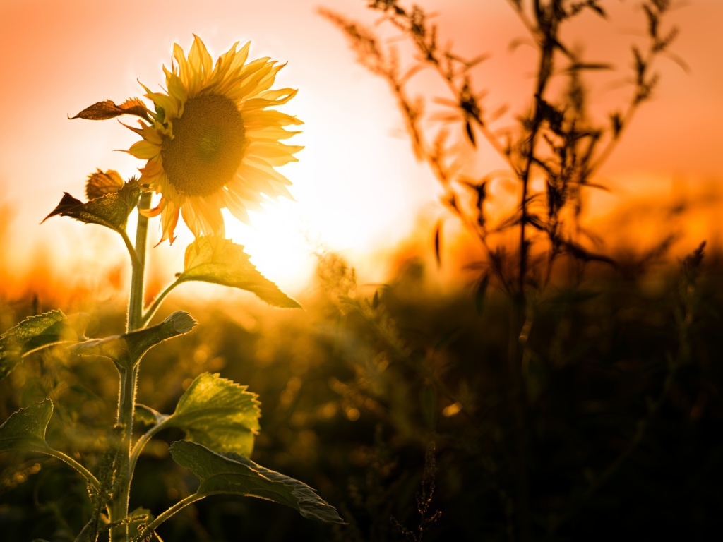 Желтый цветущий подсолнух на закате солнца