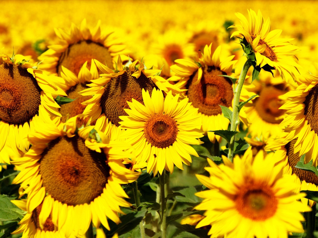 Желтые цветущие подсолнухи крупным планом