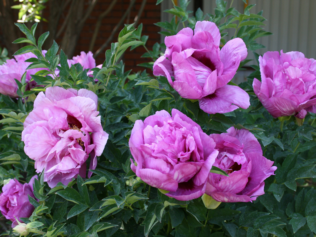 Красивые розовые садовые пионы 