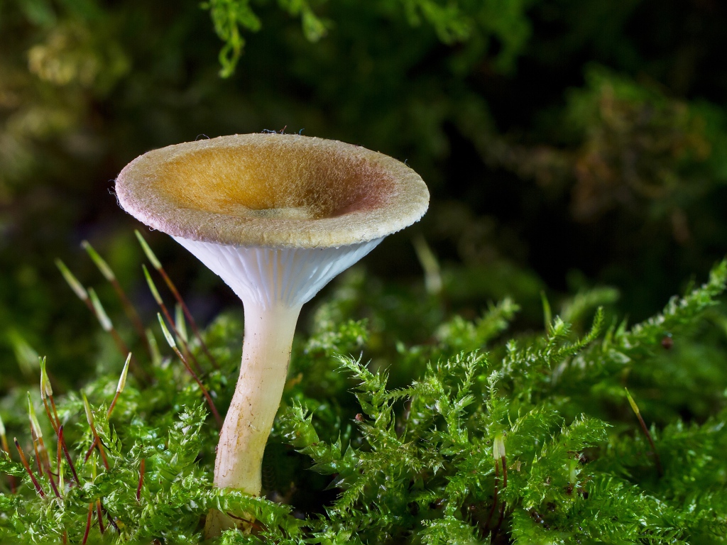 Маленький гриб на покрытой зеленью земле