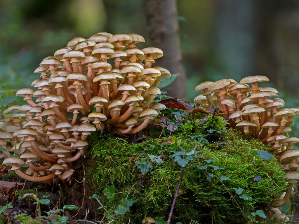 Лесные грибы опята растут на покрытым мхом пне