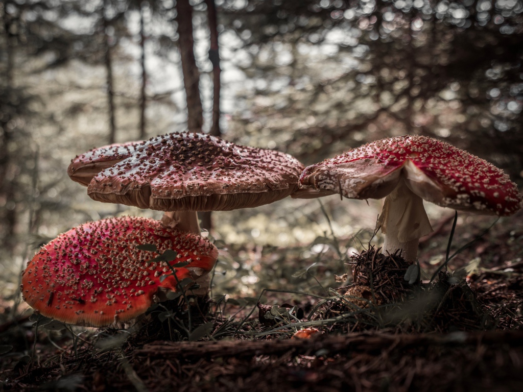 Большие лесные грибы мухоморы 