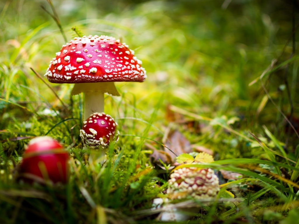 Красные грибы мухоморы в лесу 