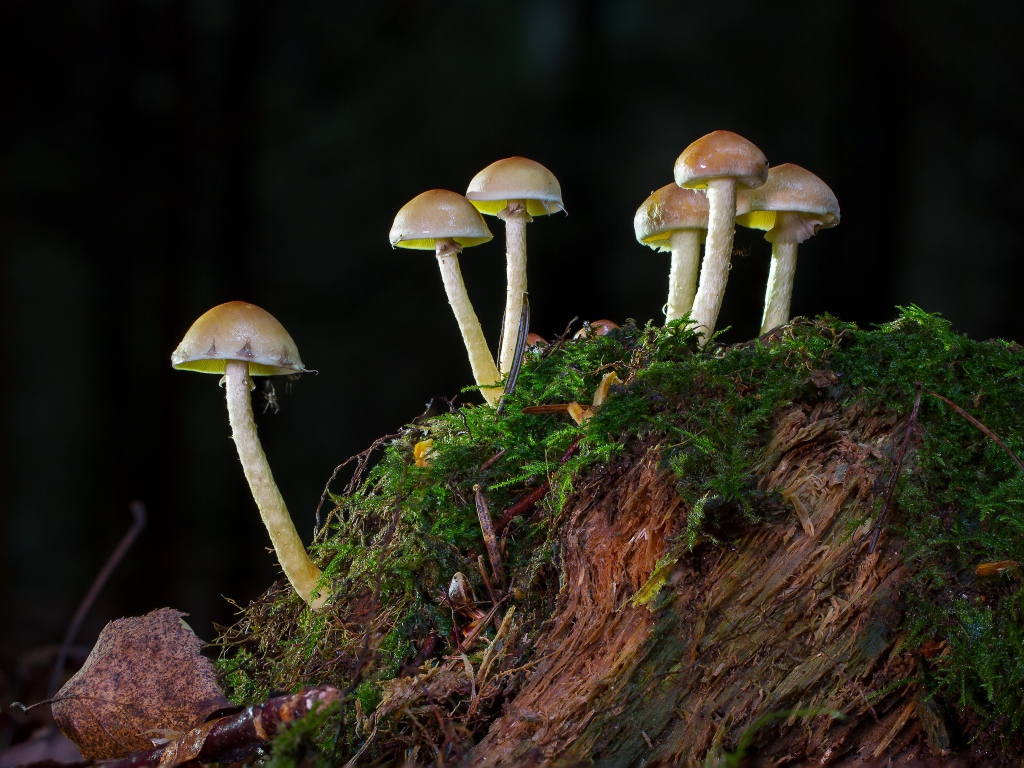 Маленькие грибы растут на покрытом мхом пне