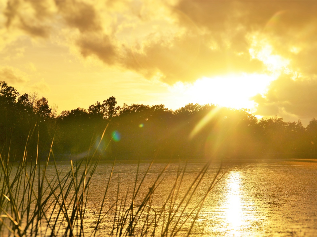 Восход солнца над лесным озером 