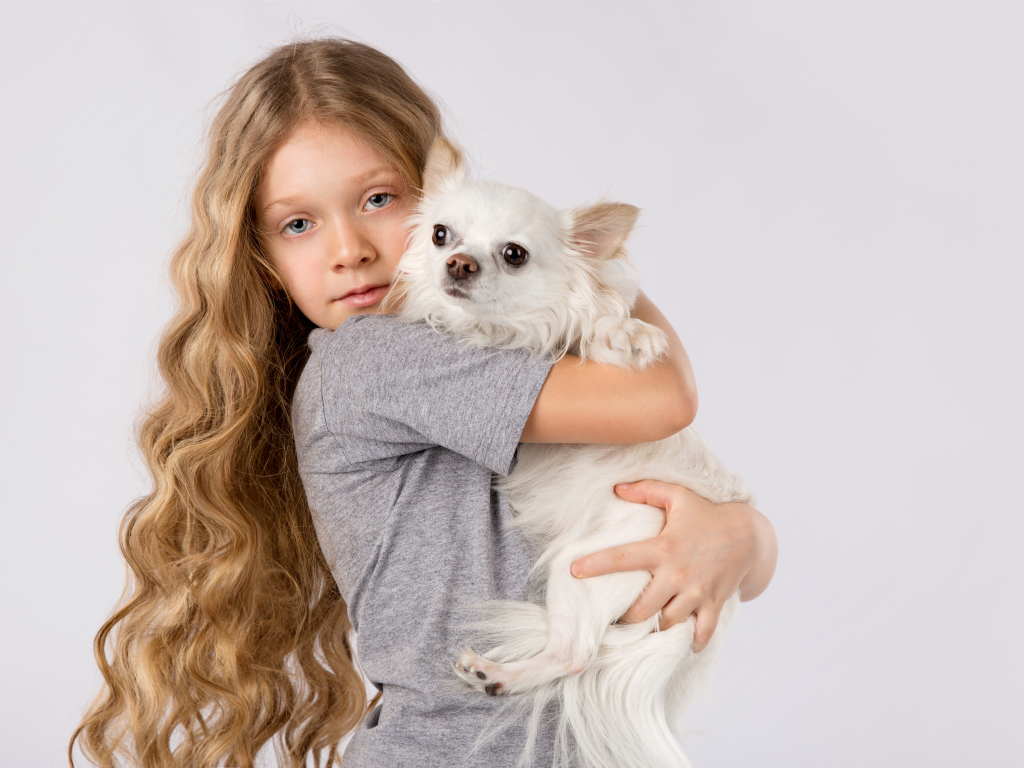 Голубоглазая девочка с белым чихуахуа в руках