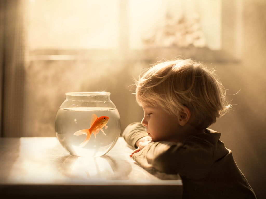 Маленький мальчик смотрит на аквариум с золотой рыбкой