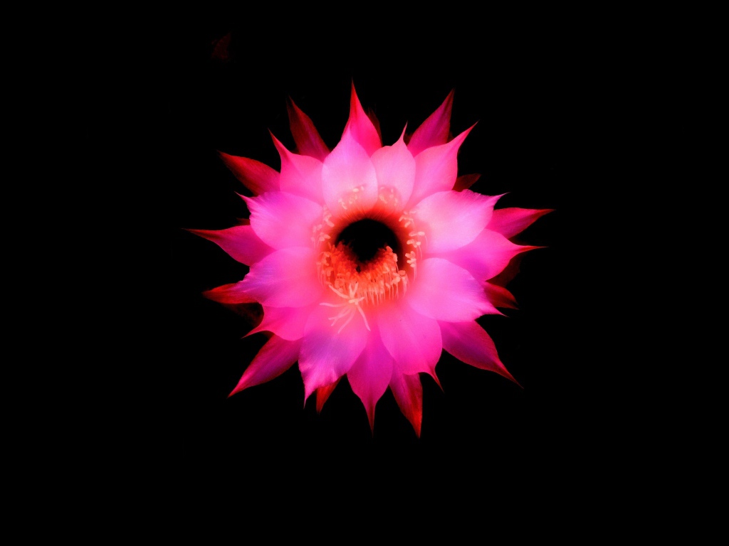 Розовый цветок на черном фоне, 3д графика