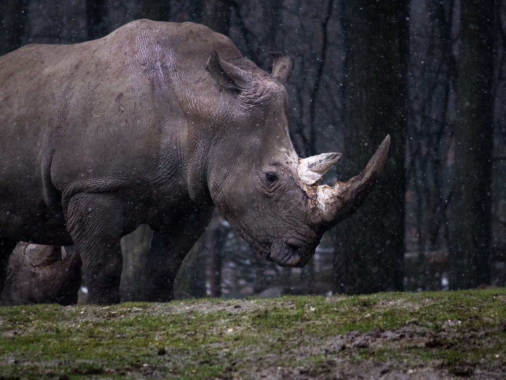 Большой носорог в лесу