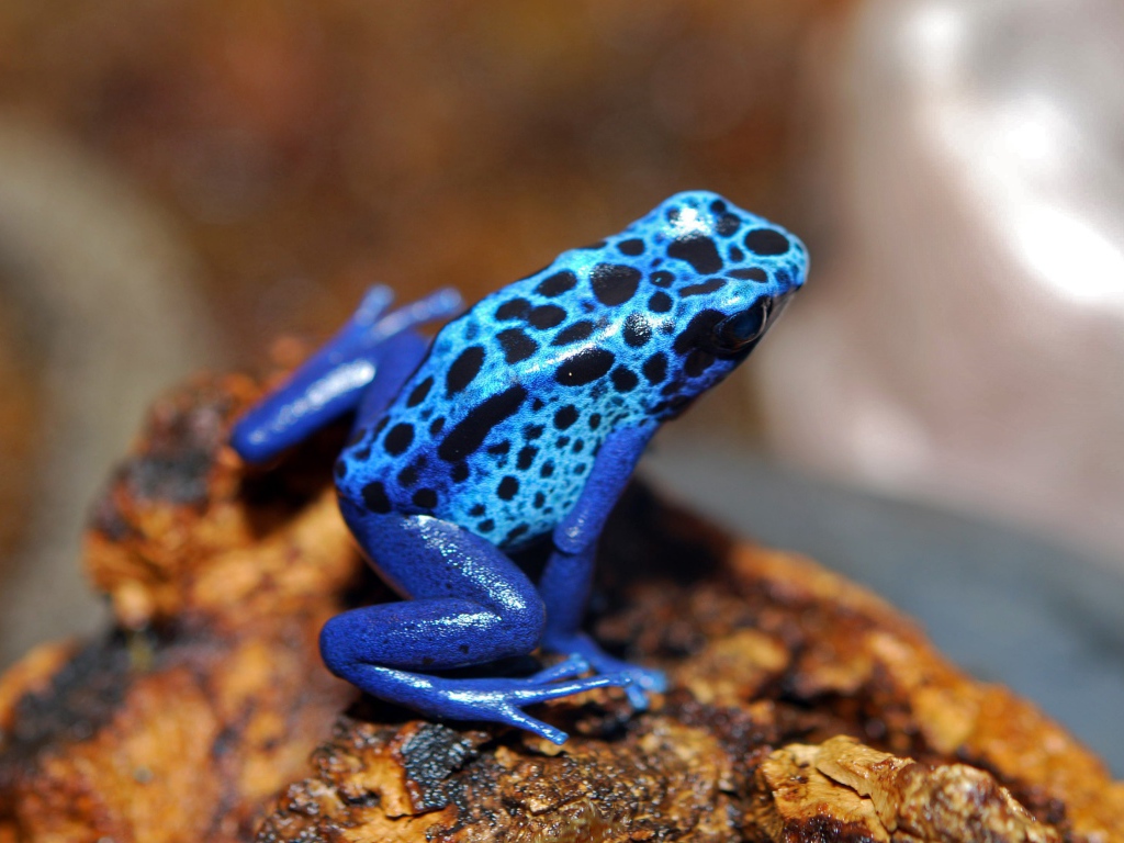 Голубая лягушка сидит на камне 