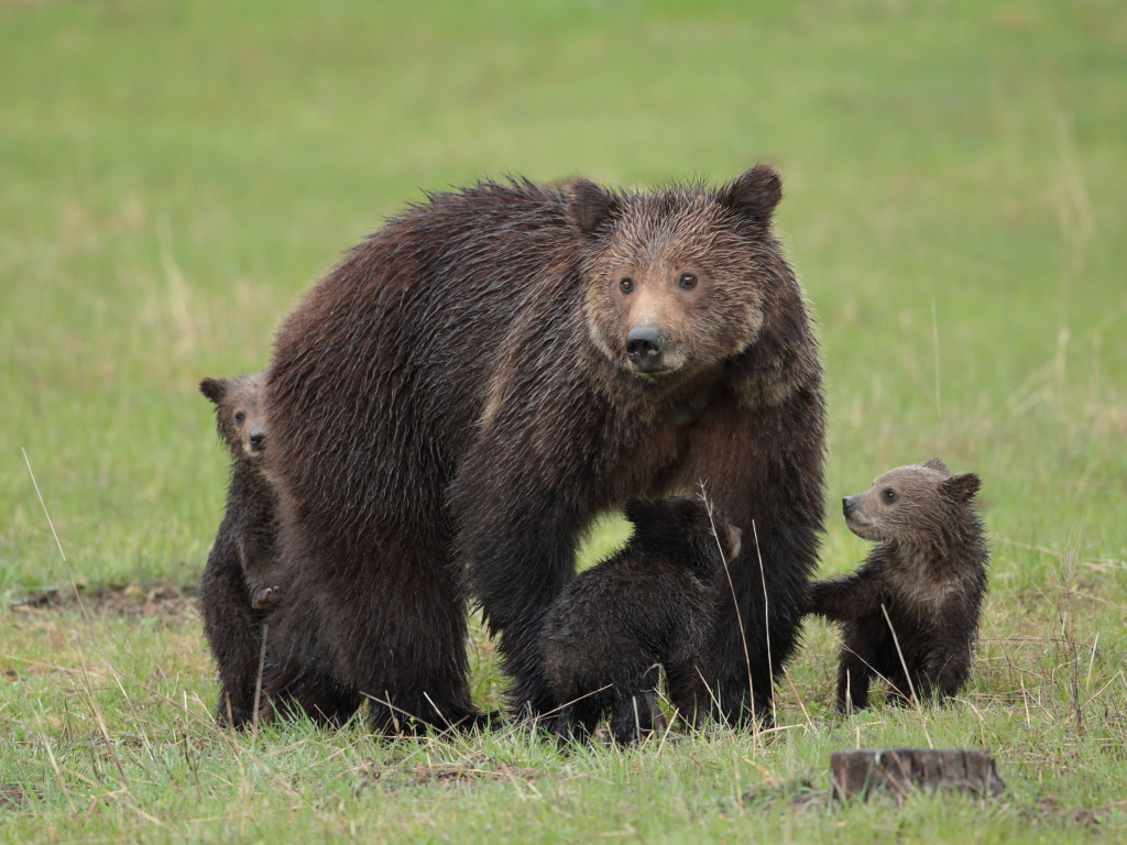 Большая бурая медведица с медвежатами на зеленой траве