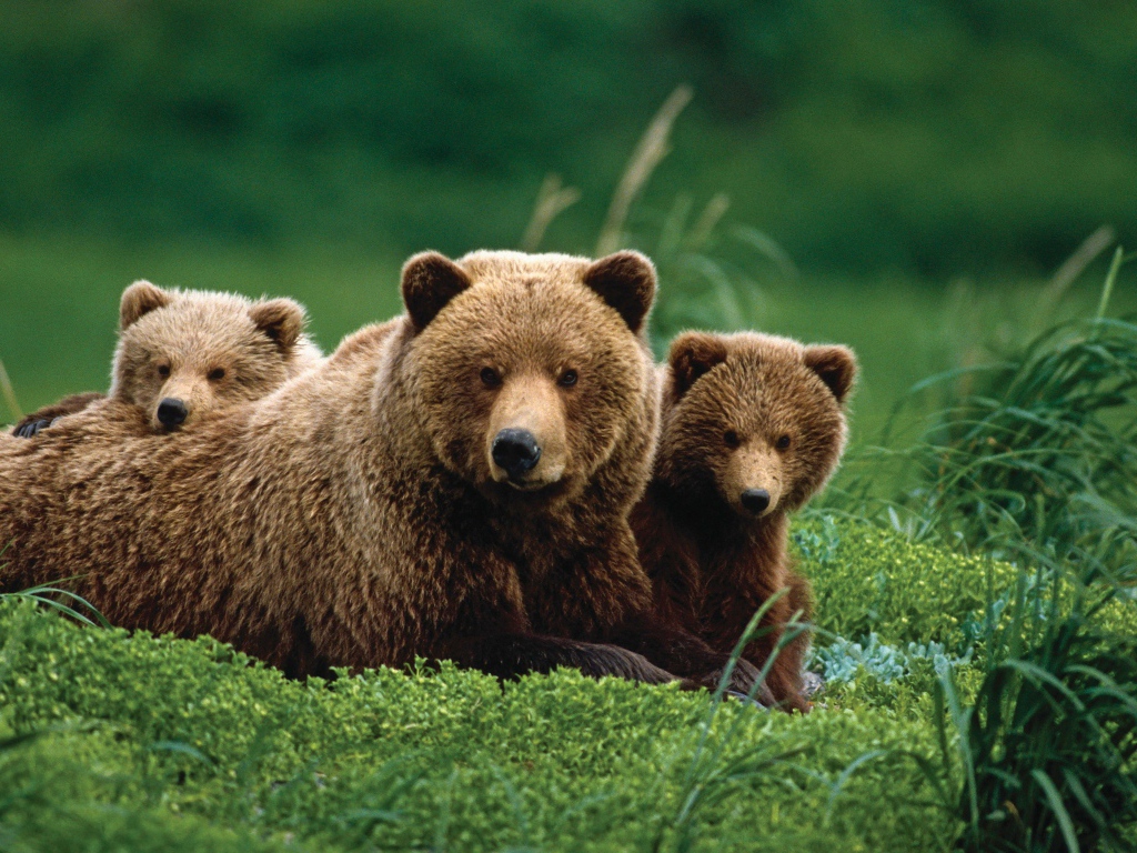 Бурая медведица с медвежатами в зеленой траве