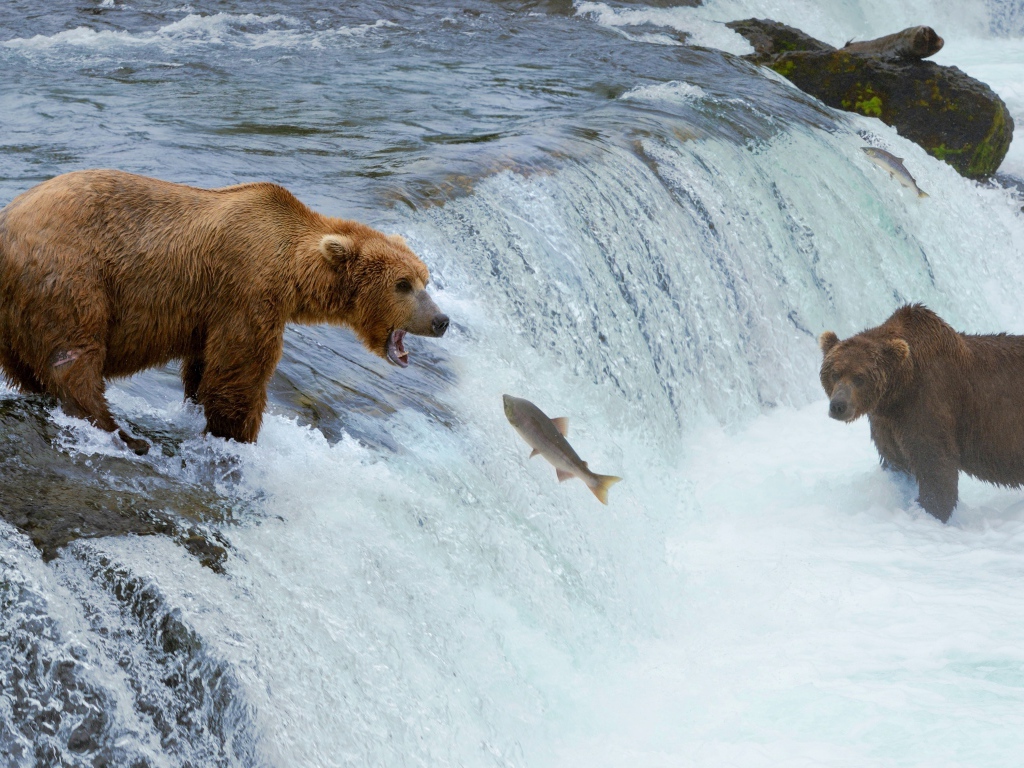 Brown bears catch fish on the river