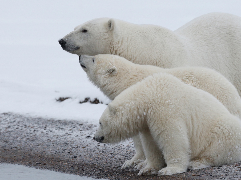 Большая белая медведица с медвежатами 
