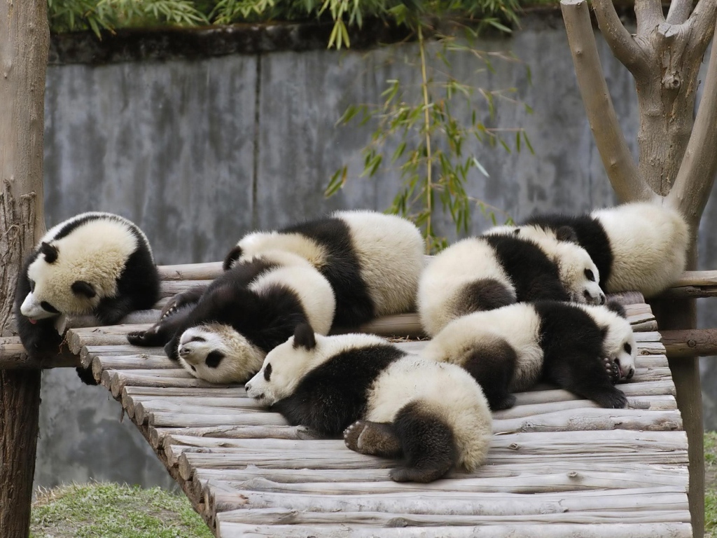 Маленькие милые панды спят на деревянном мосту