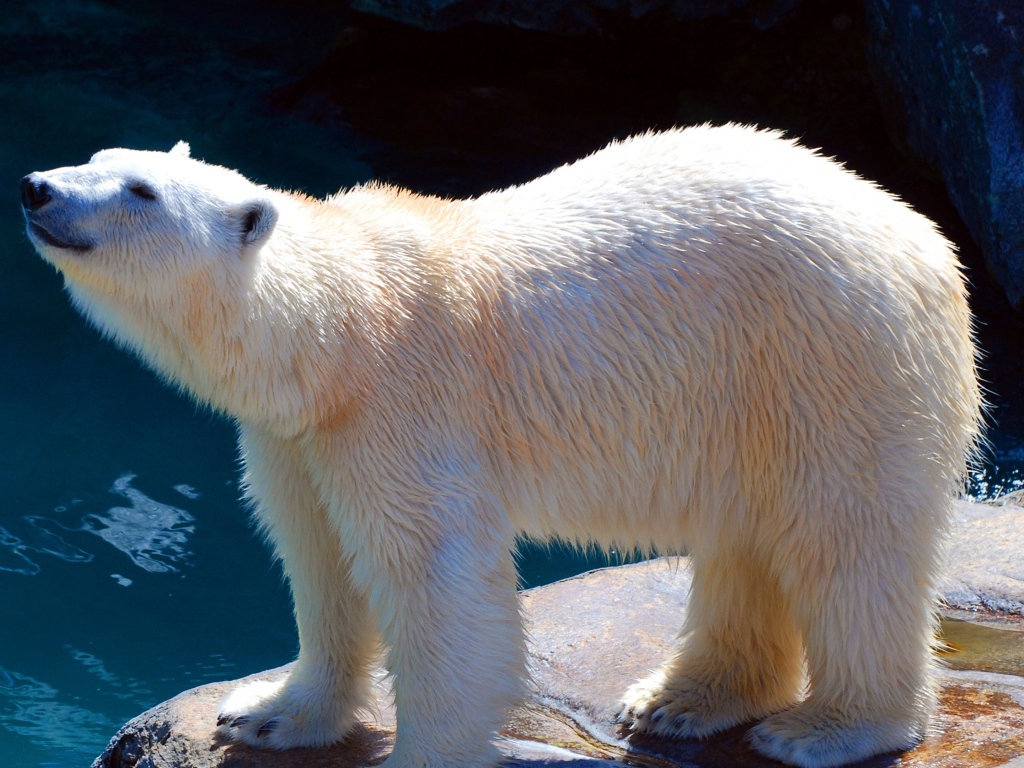 Белый медведь в зоопарке у воды