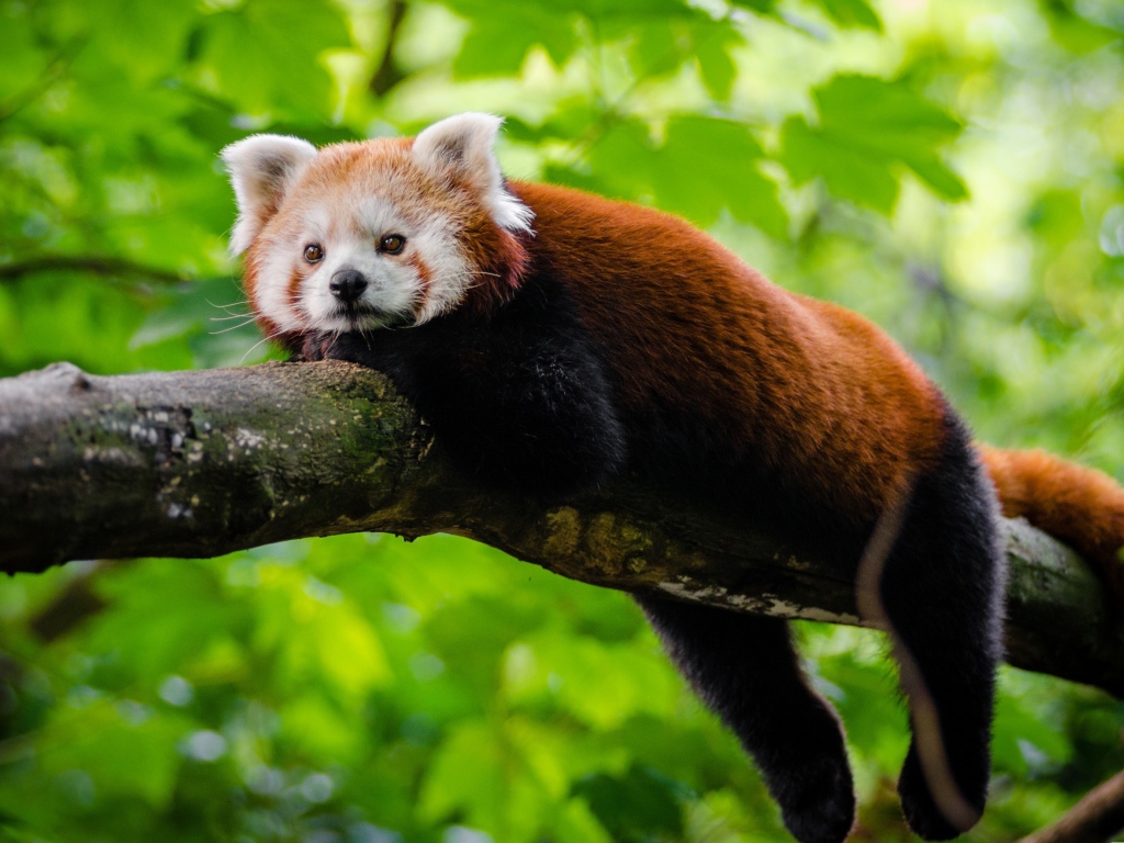 Малая панда лежит на дереве