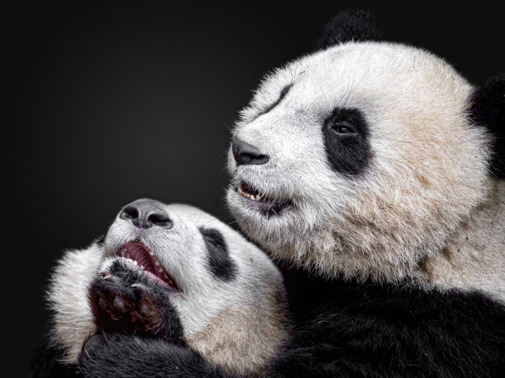 Two pandas on a gray background