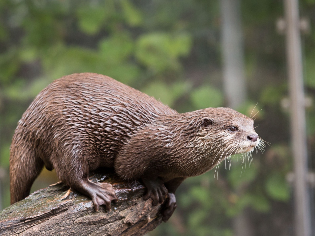 Мокрая выдра  стоит на дереве