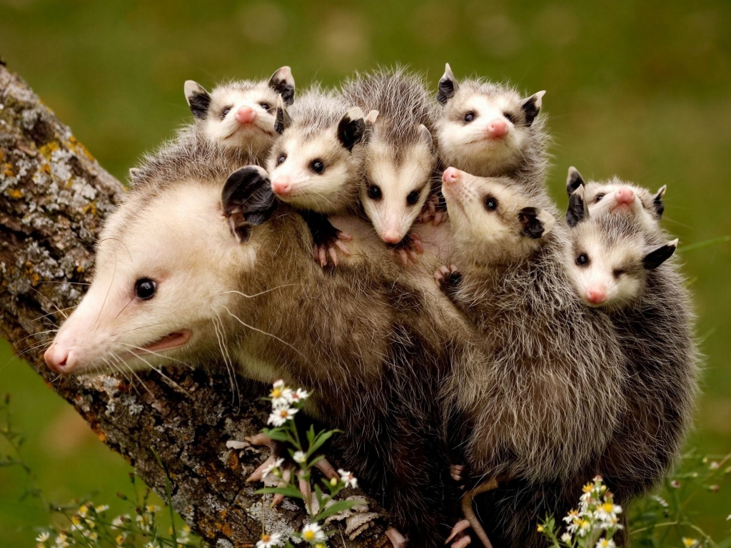 Мама опоссум с детенышами на спине 