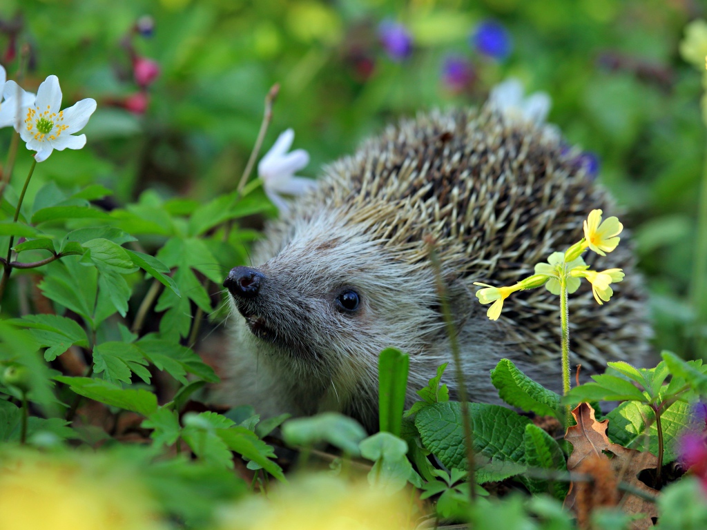 Колючий лесной еж стоит в цветах