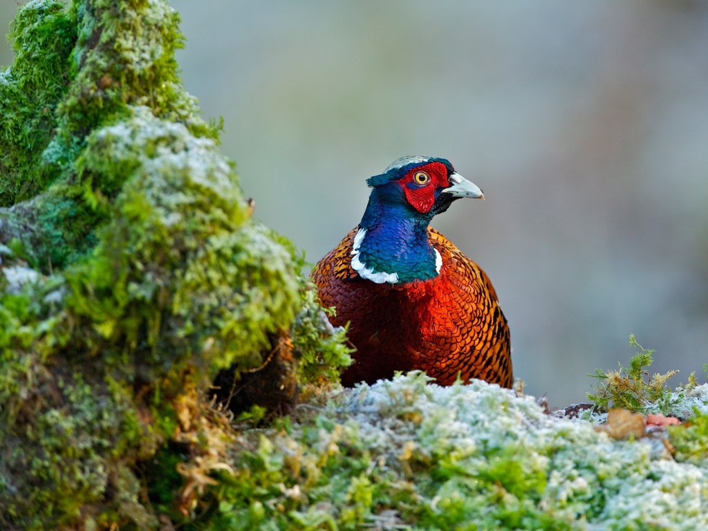 Красивый разноцветный фазан сидит на траве покрытой мхом