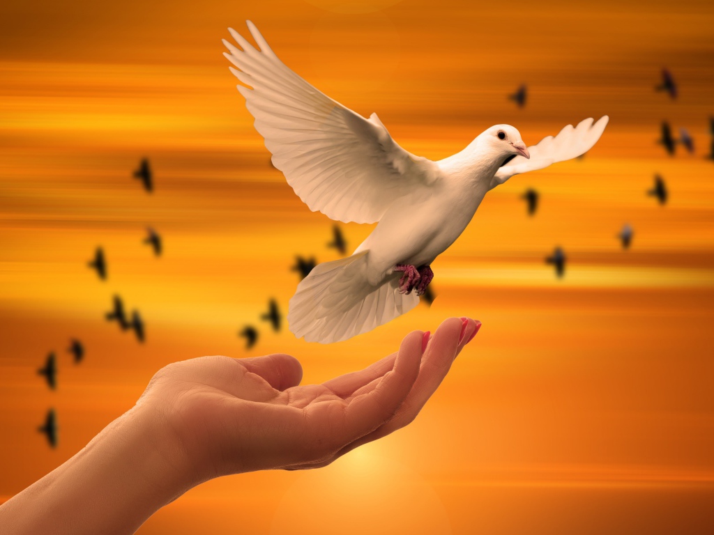 Красивый белый голубь взлетает с руки 