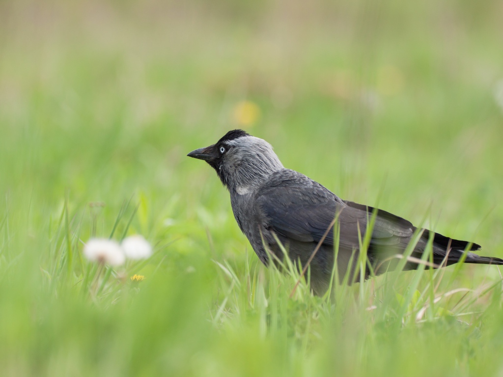 Серая ворона сидит в зеленой траве