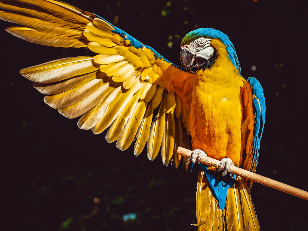 Большой сине-желтый попугай сидит на ветке