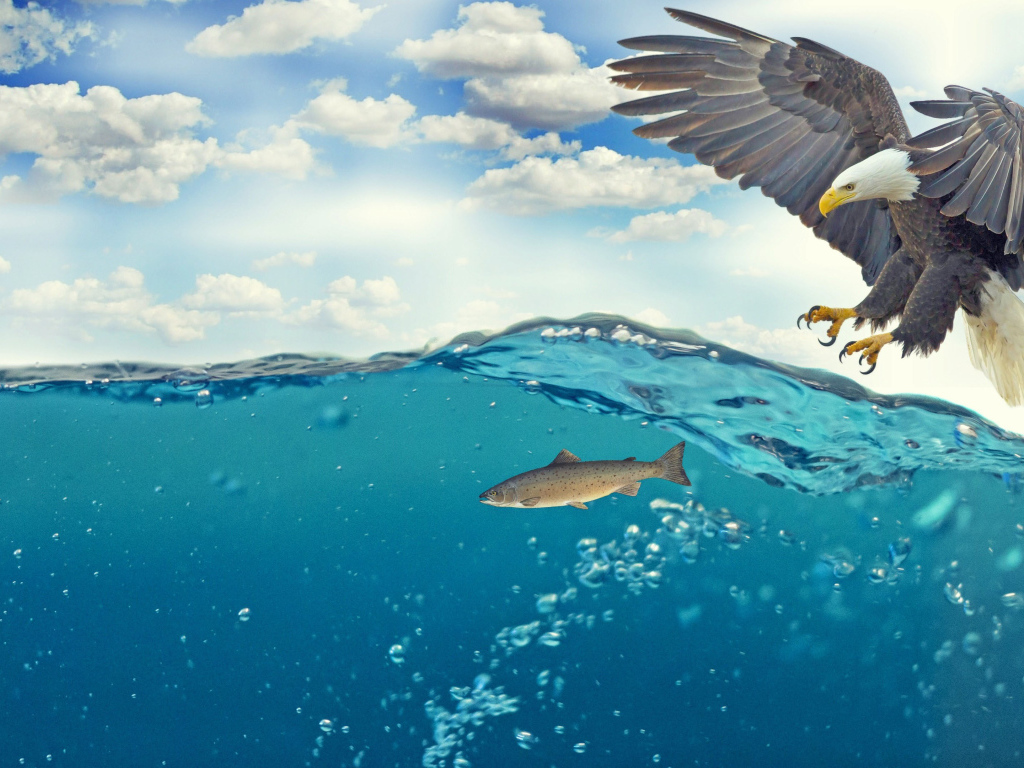 Белоголовый орлан ловит рыбу в воде 