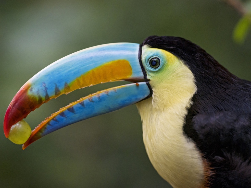 Большой красивый тукан с виноградом в клюве