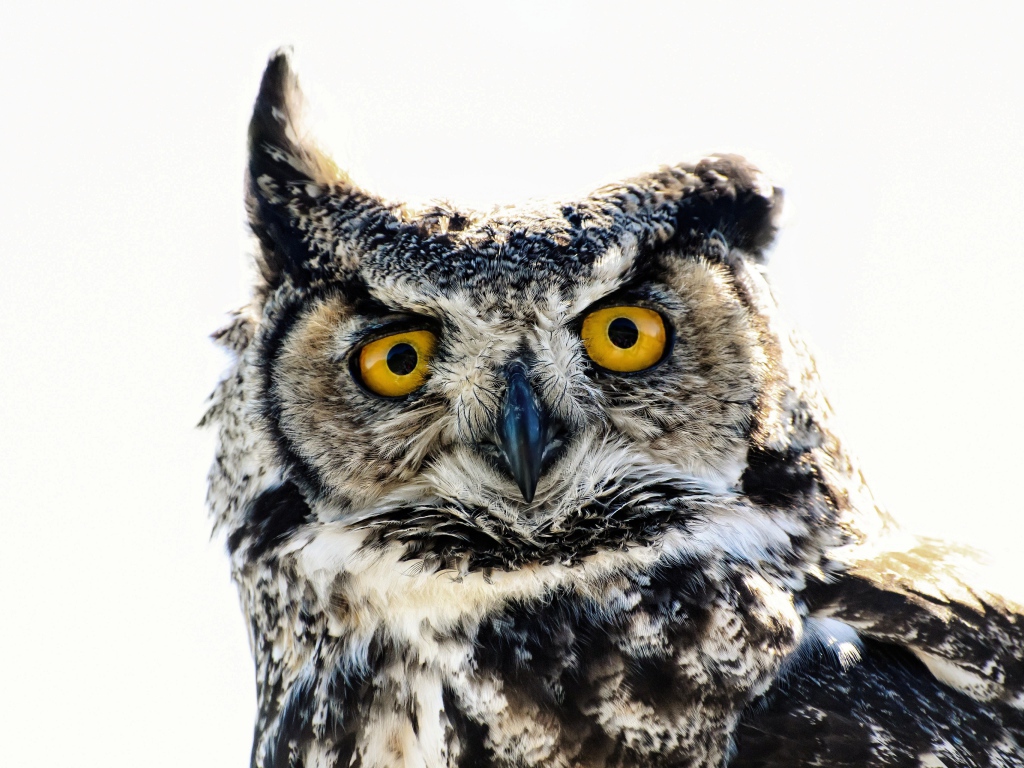 Большая сова на белом фоне крупным планом