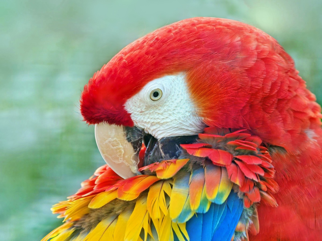 Большой красный ара с яркими перьями крупным планом
